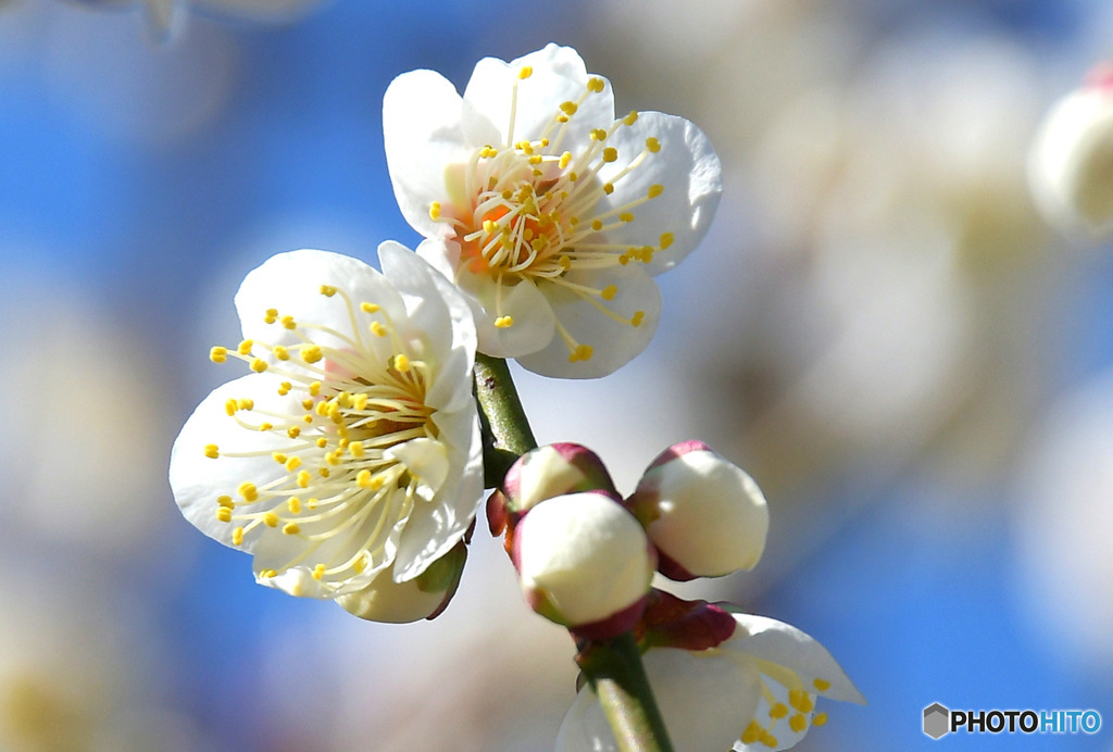 春に咲いた梅の花