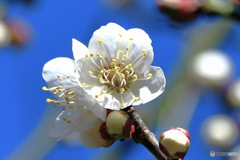 白梅の花と青空