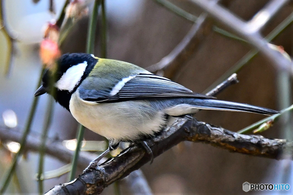 野山の鳥  四十雀さん