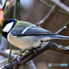 野山の鳥  四十雀さん