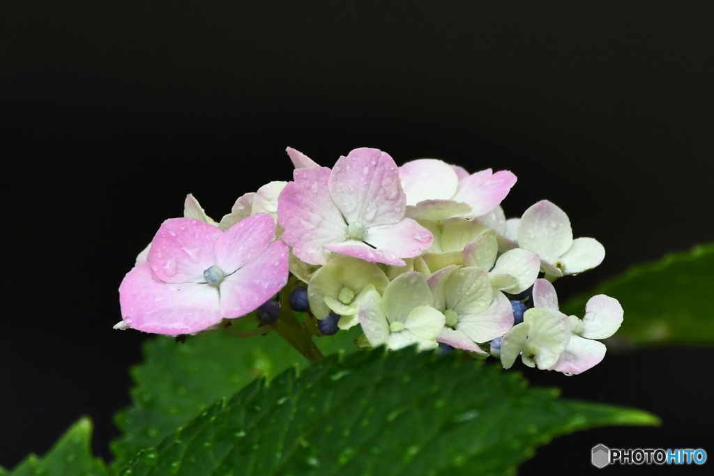 雨に濡れる紫陽花 23-291