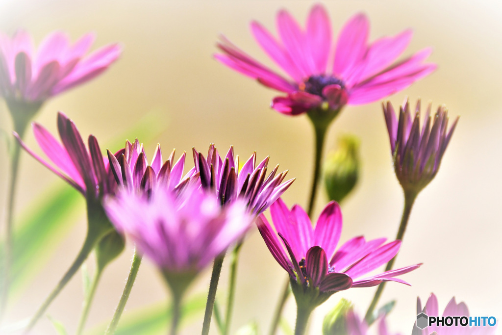 春に咲いた花  21-566