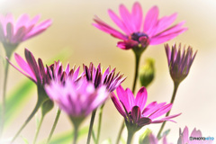 春に咲いた花  21-566