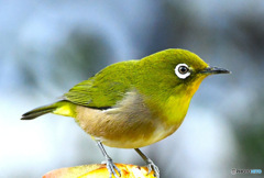 野山の鳥  メジ君  