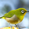 野山の鳥  メジ君  