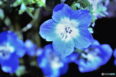 庭に咲いた春の花