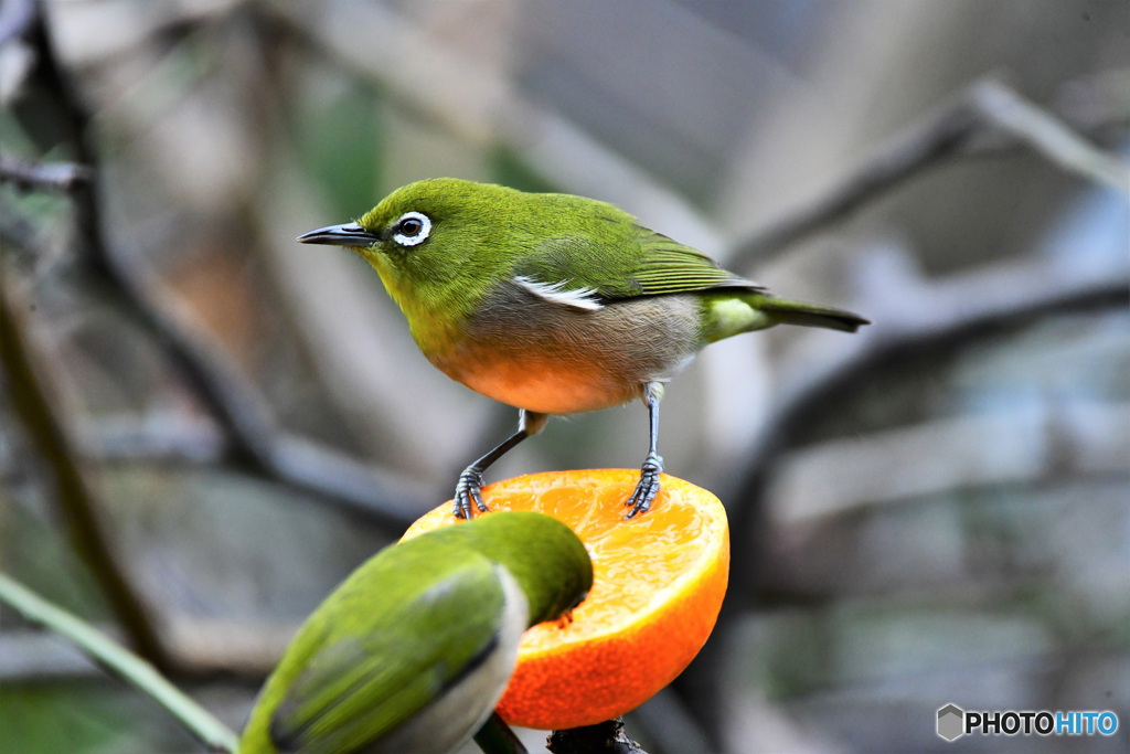 野山の鳥  21-308 　メジ君