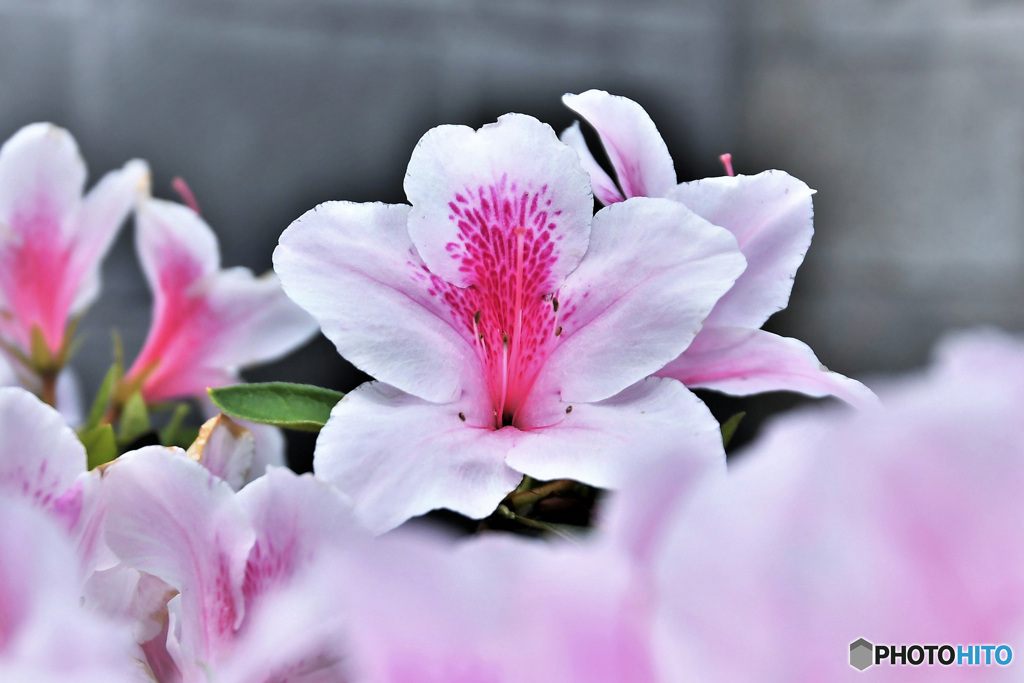 庭に咲いたツツジの花 22-254