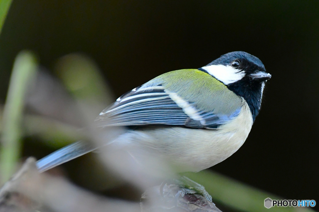 野山の鳥  四十雀さん