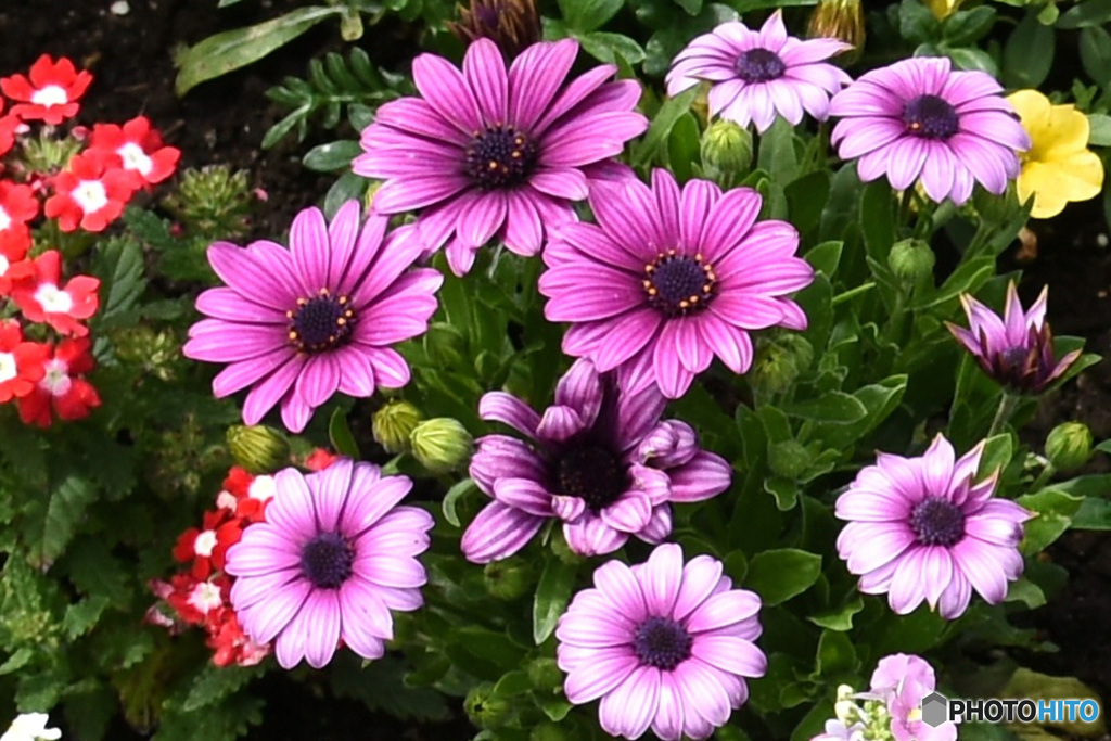 公園に咲いていた花  