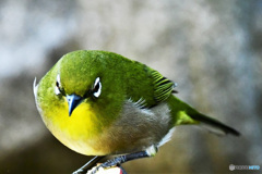 にらめっこしますか 22-119