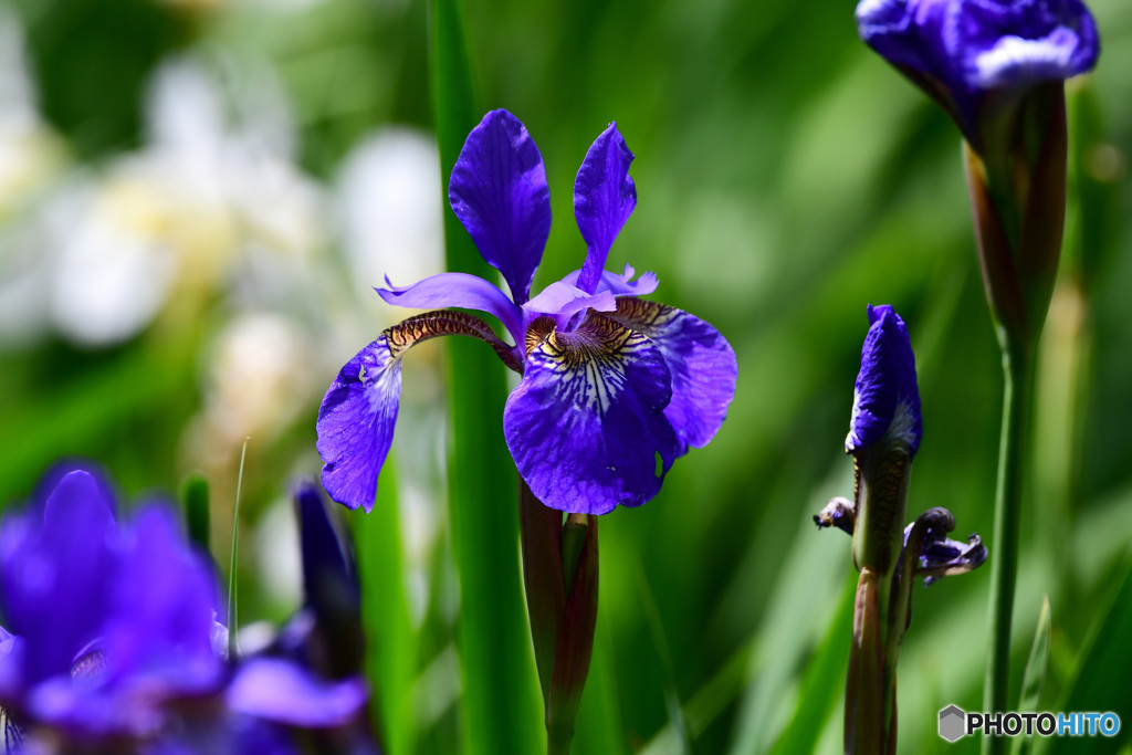 紫アヤメの花  21-332