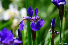 紫アヤメの花  21-332