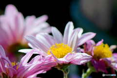   庭に咲いた小菊  