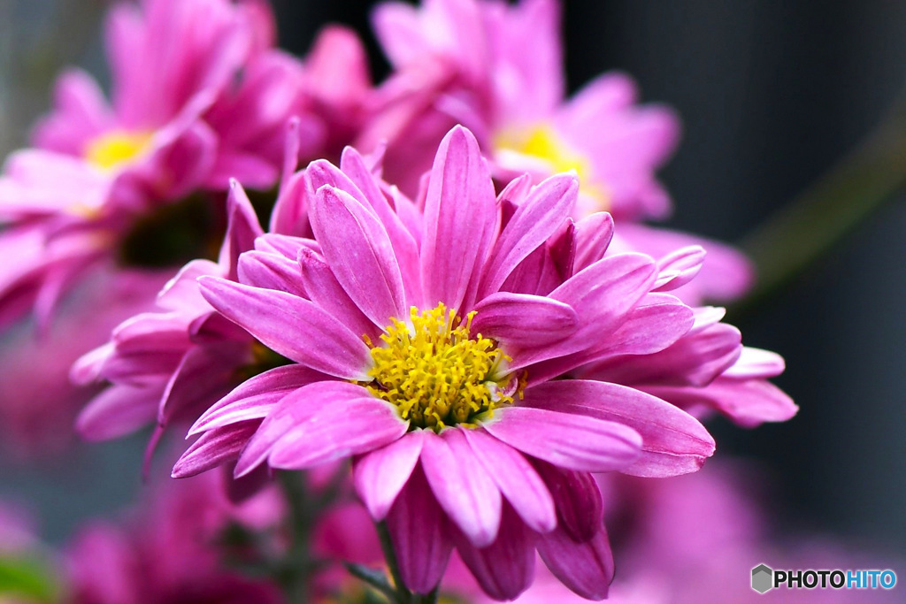 冬の庭に咲いた花々