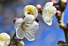 庭に咲いた梅の花 23-041