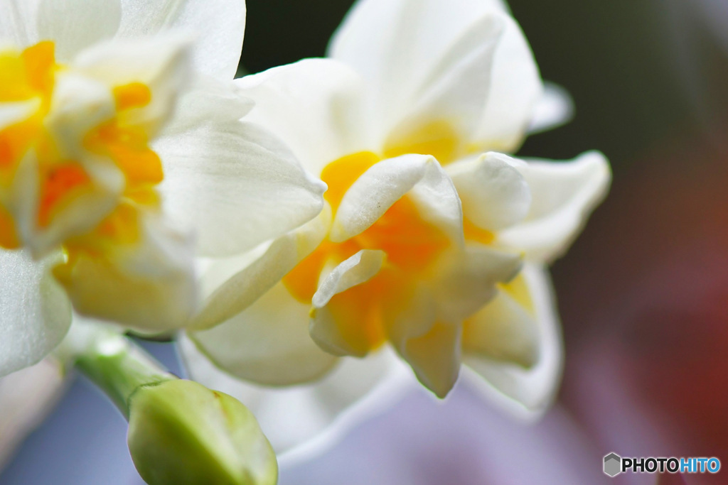 寒い時庭に咲いた花  