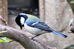 野山の鳥  シジュウカラ 