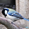野山の鳥  シジュウカラ 