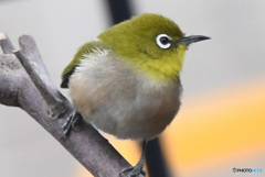 野山の鳥   21-045