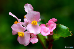 庭に咲いた花 23-302