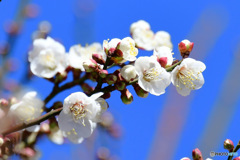 庭に咲いた梅の花 