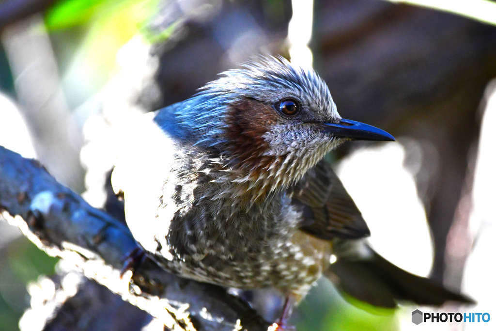 野山の鳥 ヒヨさん
