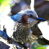 野山の鳥 ヒヨさん