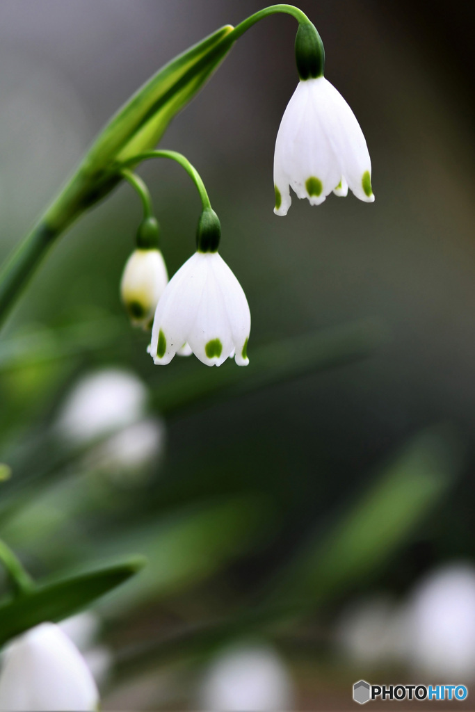 庭に咲いたスノーフレークの花 22-155