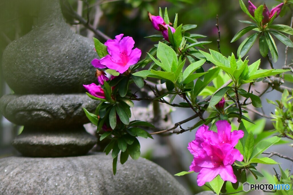 今年庭に咲いた花  21-554-2