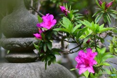 今年庭に咲いた花  21-554-2