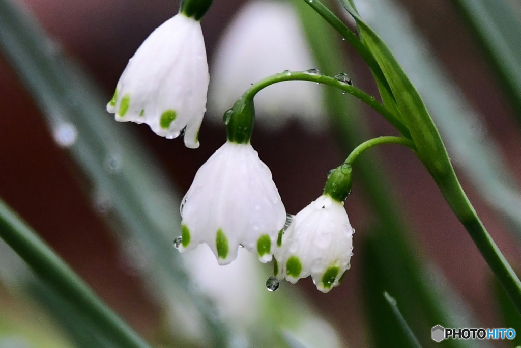 冷たい雨に打たれるスノーフレークの花  