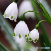冷たい雨に打たれるスノーフレークの花  