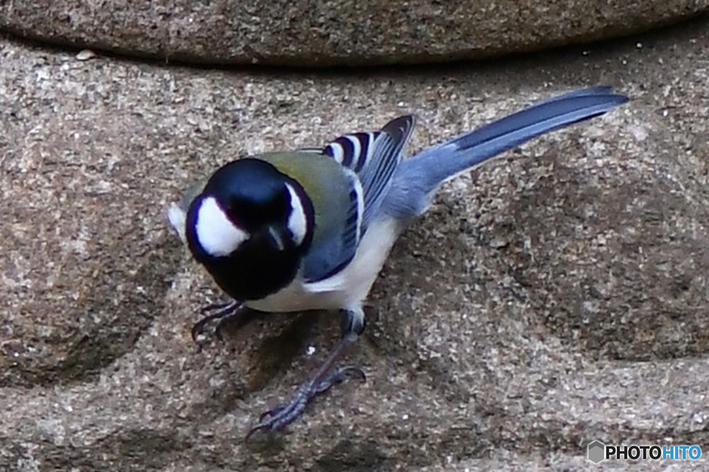 野山の鳥  四十雀さん  