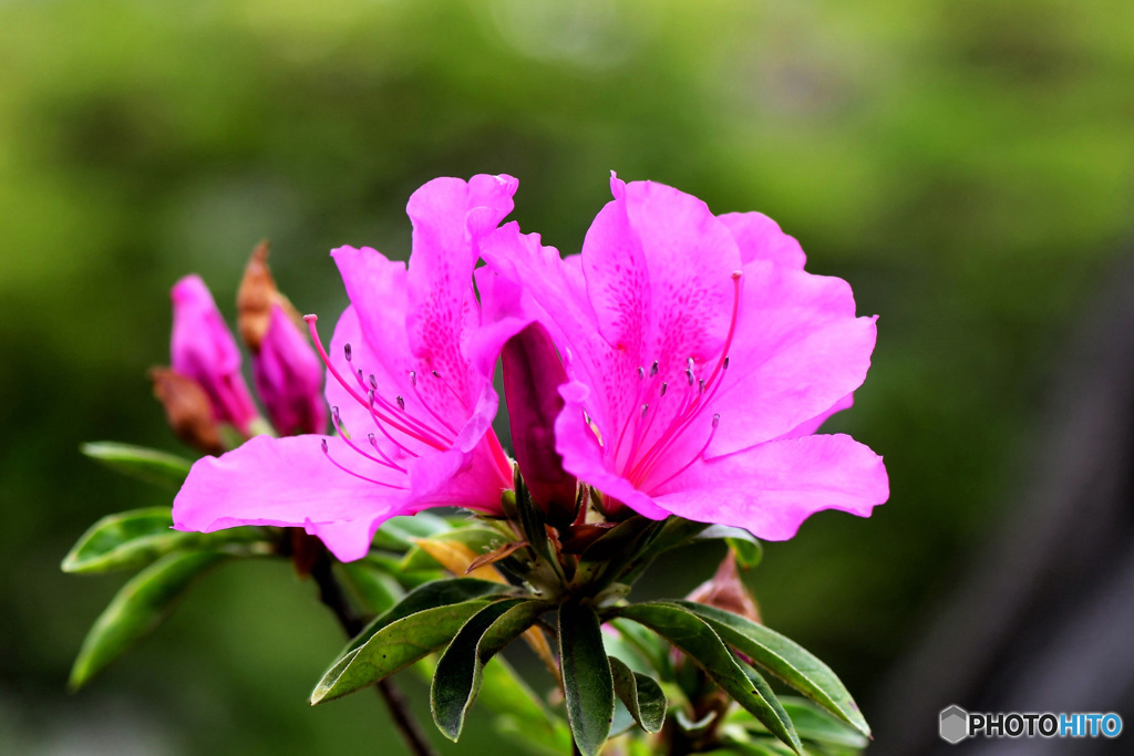 庭に咲いたツツジの花  