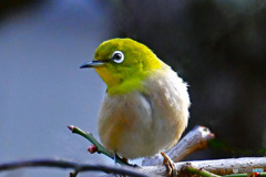 野山の鳥  メジロ 