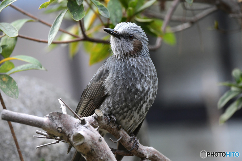 野山の鳥 ヒヨさん