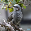 野山の鳥 ヒヨさん