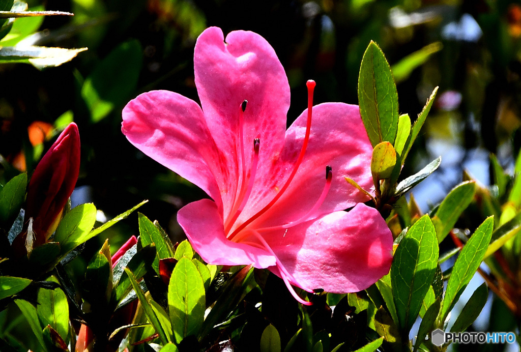 さつきの花に陽が降り注ぐ 