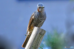 野山の鳥 23-158 ヒヨさん