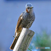 野山の鳥 23-158 ヒヨさん