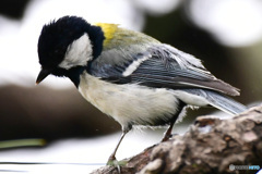 野山の鳥  21-235