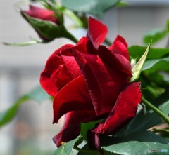 庭に咲いた薔薇   625