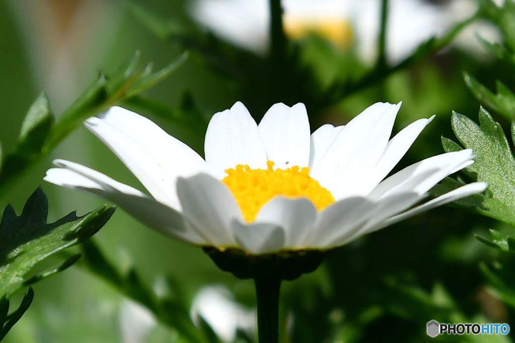 春 庭に咲いた花