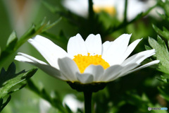 春 庭に咲いた花