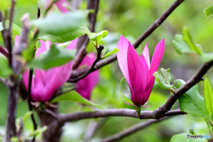 時期外れに咲いた紫木蓮の花