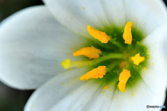 白い花の蕊  21-502