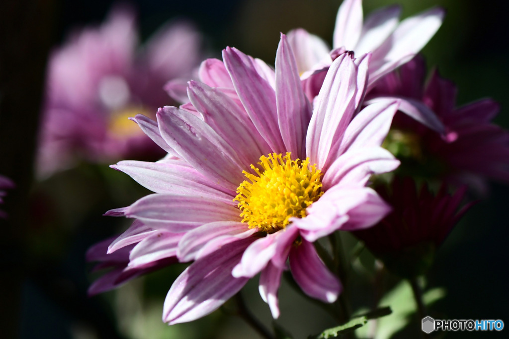 庭に咲いた小菊  