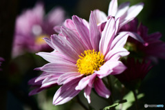 庭に咲いた小菊  