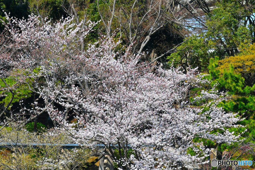 2018年千葉公園の桜  